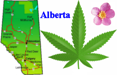 Cannabis laws in Alberta
